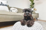 Photo Schnauzer Nain