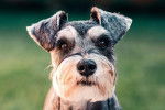 Photo Schnauzer Nain