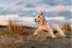 Photo Schnauzer Nain