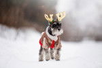Un Schnauzer miniature déguisé pour Noël dans la neige
