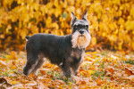 Photo Schnauzer Nain