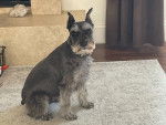 Un Schnauzer Nain assis sur un tapis et portant un collier autour du cou