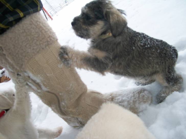 Photo Schnauzer Nain