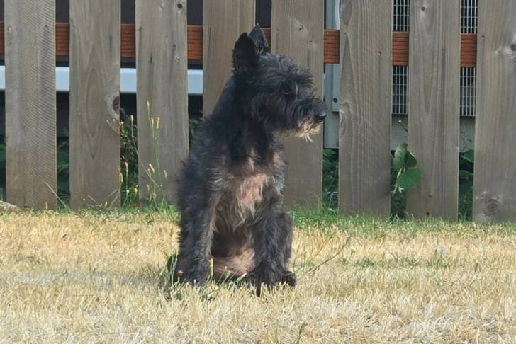 Un Schnauzer Nain assis sur une surface herbacée