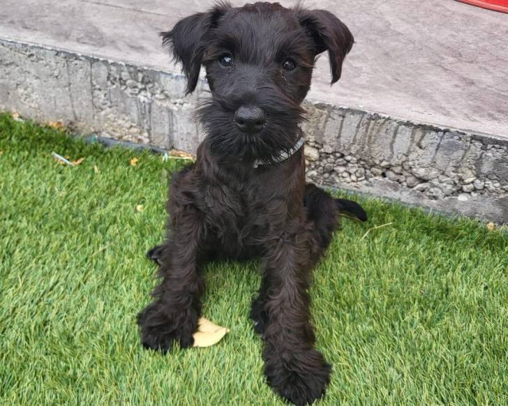Un Schnauzer Nain assis sur une surface gazonnée et portant un collier autour du cou
