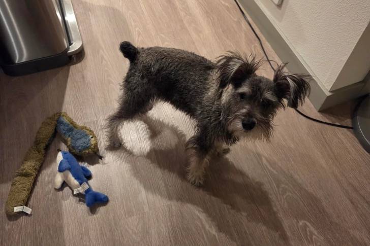 Un Schnauzer Nain sur un plancher et regardant vers la caméra 