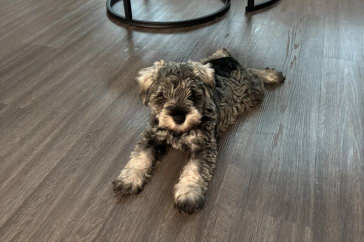 Un Schnauzer Nain allongé sur un plancher et regardant vers la caméra 