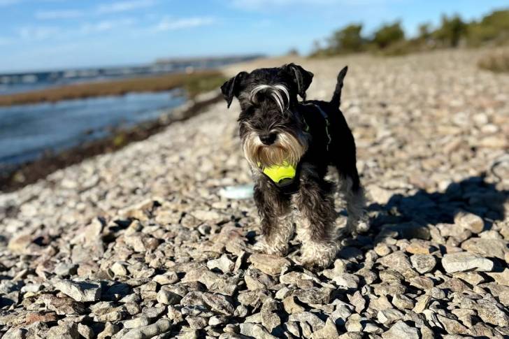 Un Schnauzer Nain sur des gravillons et portant un harnais