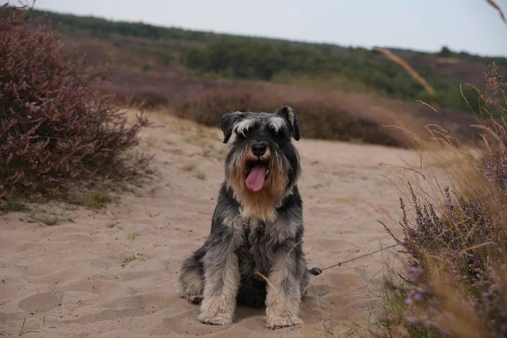 Un Schnauzer Nain assis sur une surface sableuse et portant un harnais 
