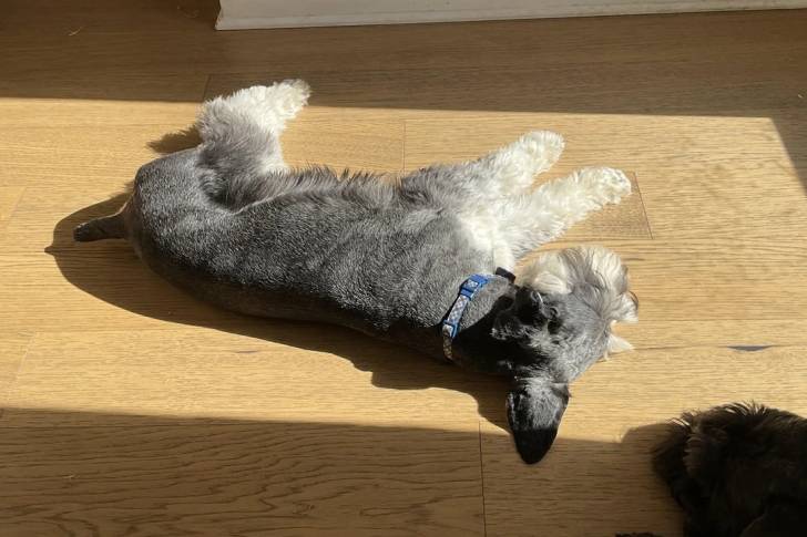 Un Schnauzer Nain allongé sur un plancher et portant un collier autour du cou