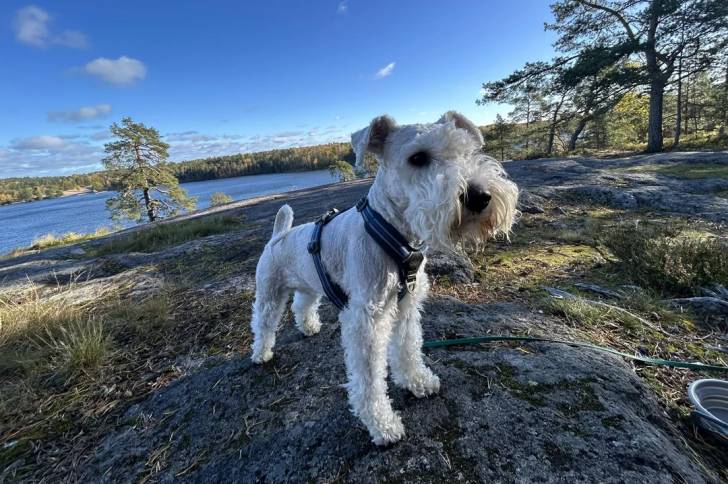 Un Schnauzer Nain sur une berge et portant un harnais 