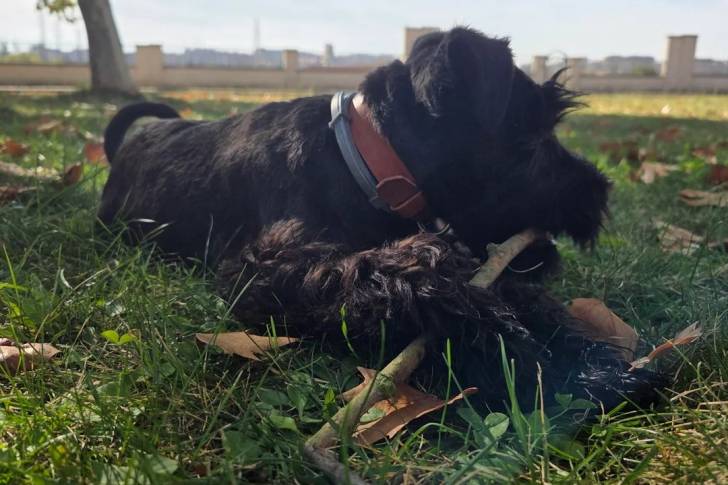 Un Schnauzer Nain allongé sur un terrain herbeux et portant un collier autour du cou