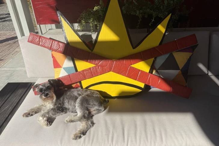 Un Schnauzer Nain allongé sur un lit et regardant vers la caméra 