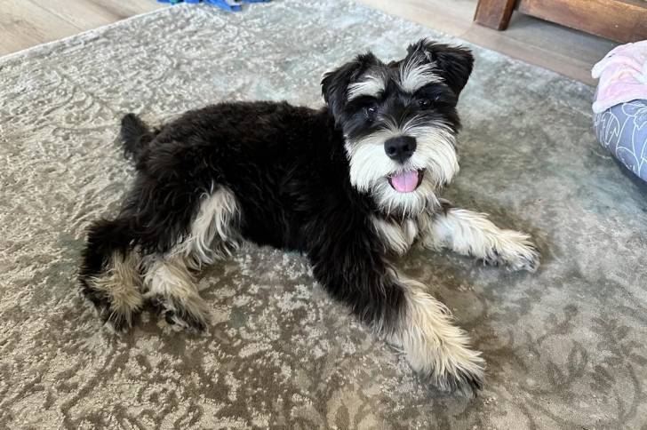 Un Schnauzer Nain allongé sur un tapis et tirant la langue 