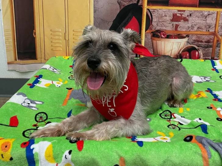 Un Schnauzer Nain tirant la langue et portant un foulard autour du cou