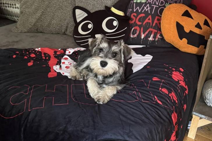 Un Schnauzer Nain allongé sur un lit 
