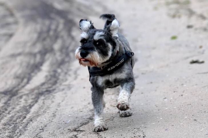 Un Schnauzer Nain courant sur une surface sableuse et portant un harnais 