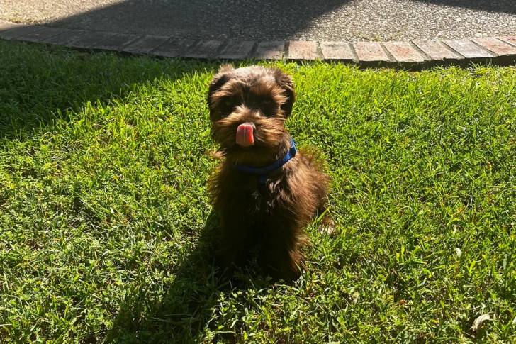 Un Schnauzer Nain assis sur une surface gazonnée et portant un harnais 