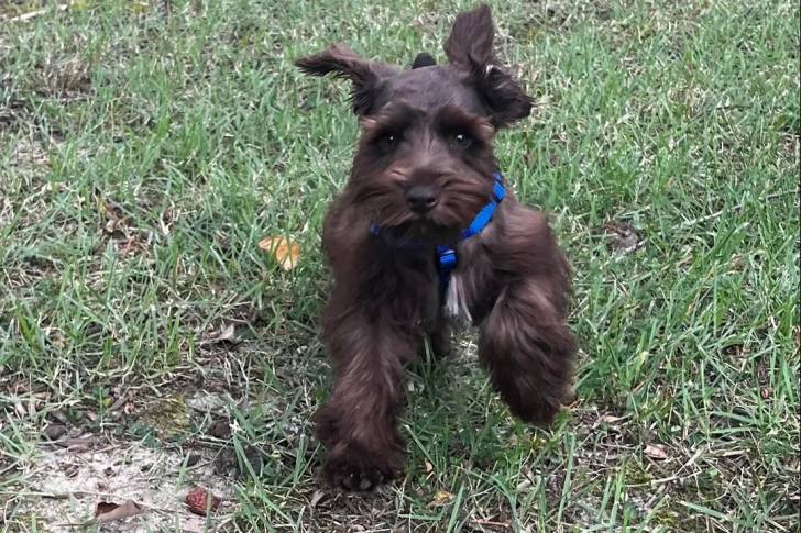 Un Schnauzer Nain sur un terrain herbeux et portant un harnais