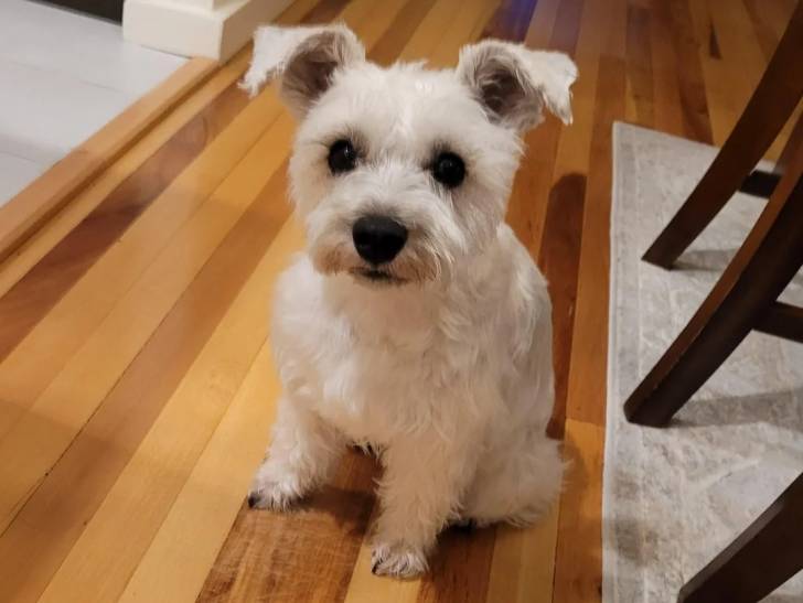 Un Schnauzer Nain assis sur un plancher et semblant détendu