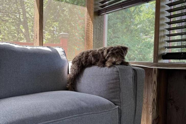 Un Schnauzer Nain allongé sur un canapé et semblant détendu