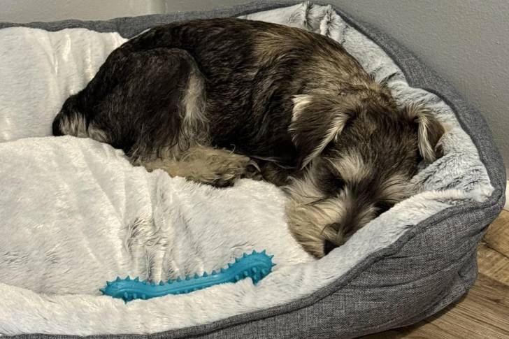 Un Schnauzer Nain allongé dans un panier 