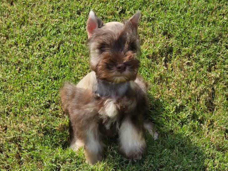 Un Schnauzer Nain assis sur un terrain herbeux 