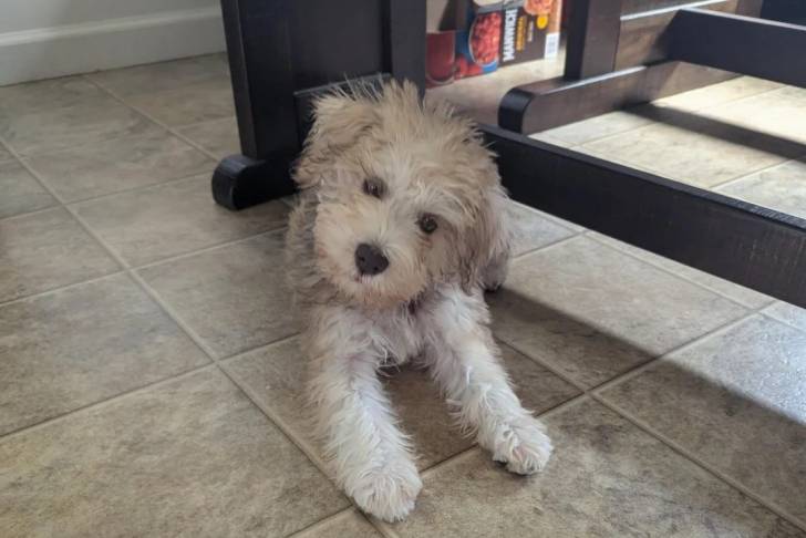 Un Schnauzer Nain allongé sur un sol carrelé et regardant vers la caméra 