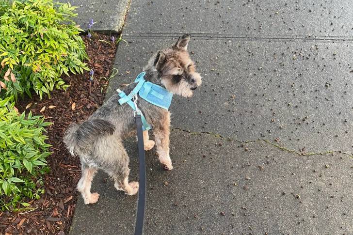 Un Schnauzer Nain sur une surface bétonnée et qui est tenu en laisse 