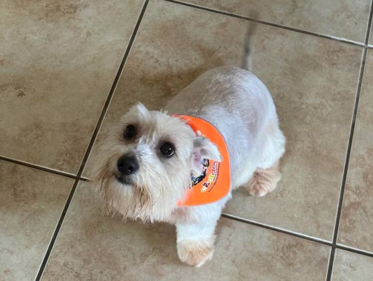 Un Schnauzer Nain sur un sol carrelé et portant un foulard autour du cou