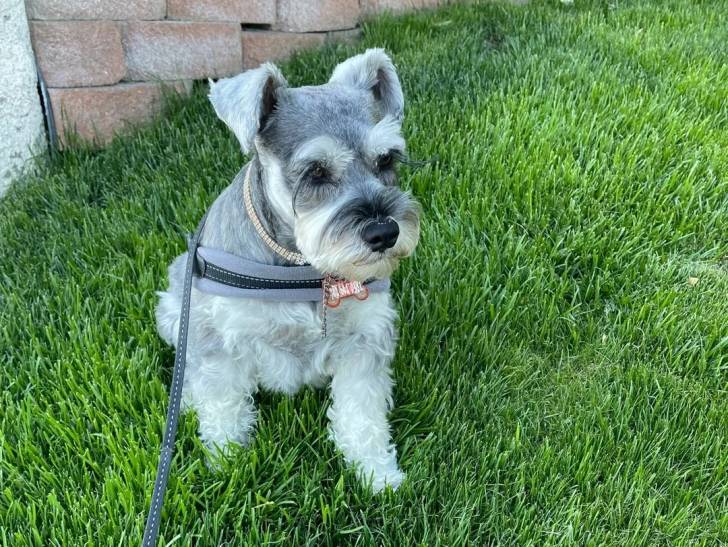 Un Schnauzer Nain assis sur un terrain herbeux et qui est tenu en laisse 