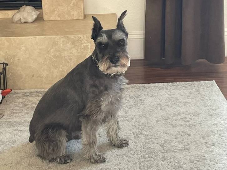 Un Schnauzer Nain assis sur un tapis et portant un collier autour du cou