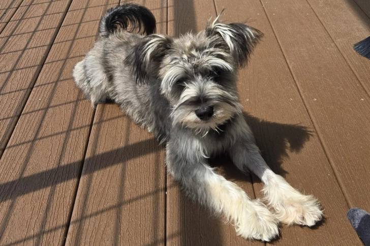 Un Schnauzer Nain allongé sur un plancher et semblant détendu  