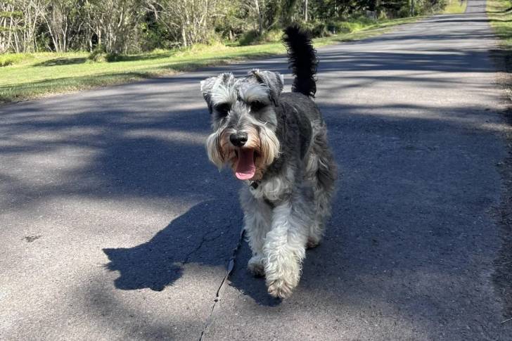 Un Schnauzer Nain marchant sur une surface bitumée et tirant la langue 