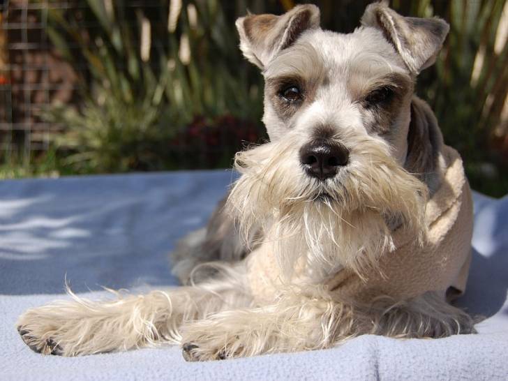 Le Schnauzer Nain Race Ayant Peu Besoin Dentretien