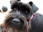 Rosie - Schnauzer Nain Femelle (1 an)