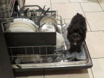 Liesl - Kitchen - Schnauzer Nain Femelle (4 mois)