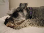 Photo Schnauzer Nain