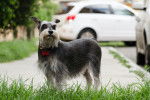 Photo Schnauzer Nain