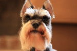 Photo Schnauzer Nain