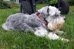 Nissa - Schnauzer Nain Femelle (12 ans)