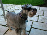 Photo Schnauzer Nain