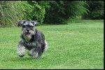 Photo Schnauzer Nain