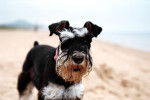 Photo Schnauzer Nain