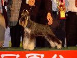 Photo Schnauzer Nain