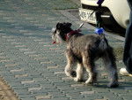 Photo Schnauzer Nain