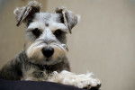Photo Schnauzer Nain