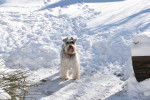 Photo Schnauzer Nain