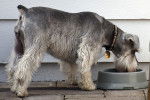 Photo Schnauzer Nain