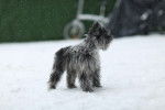 Photo Schnauzer Nain